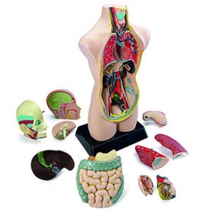 SET DE ANATOMÍA