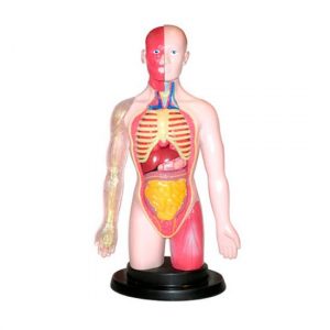 HUMAN TORSO